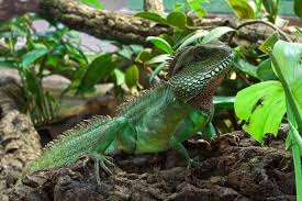 The marine iguana has a scaly loose skin with a squished looking face and long claws. Diet Of The Green Iguana