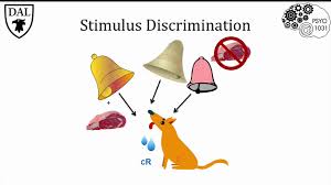 Classical Conditioning Introduction To Psychology Neuroscience