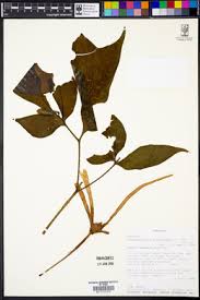 Image result for Amorphophallus goetzei