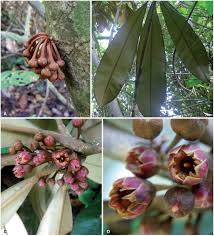 Image result for Englerophytum natalense