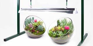 11% coupon applied at checkout. Grow Light Basics Artificial Lighting For Succulents Cacti Juicykits Com