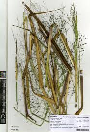 Image result for Panicum schinzii