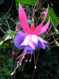 Fuchsia Plant Blossom Fuchsia Flower Florida Flowers Fuchsia Plant