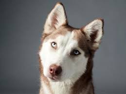 Husky shelters and rescues in wisconsin there are animal shelters and rescues that focus specifically on finding great homes for husky puppies in wisconsin. Marathon County Pet Of The Week Adopt Denali A Siberian Husky Mix