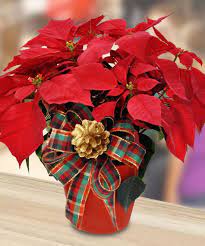 Poinsettia Plant Red Adornos De Navidad Reciclados Flor De Navidad Decoracion Navidena