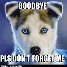 Farewell meme (piggy book 2 chapter 9). Bye Dog Memes