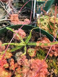 The plants for sale are well established and healthy, and there's a. Withering Drosera Regia Seedling Savagegarden
