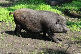 Die schweine haben hier alles umgewühlt man hört die schweine im koben grunzen Wie Gross Werden Minischweine 13 Beliebte Rassen Selbstversorger De