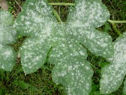 Image result for mildew on cucumbers