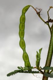 Image result for Aeschynomene cristata