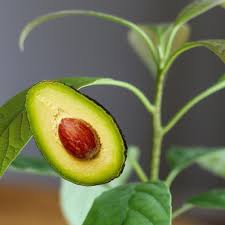 When caring for an avocado tree, prune to open its canopy. How To Grow An Avocado Tree Empress Of Dirt