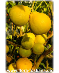 Dein lieblingsduft im praktischen reiseformat. Citrus Bergamia Bergamotte Pflanze Flora Toskana