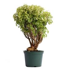 Image result for Polyscias