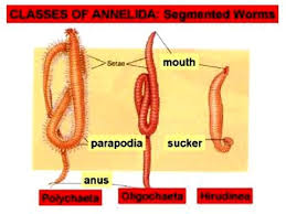 The Phylum Annelida Is Divided Into 3 Classes