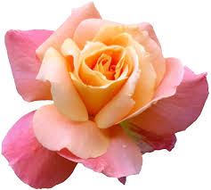 Free for personal use, credit would be great but is not needed~. Transparent Flowers