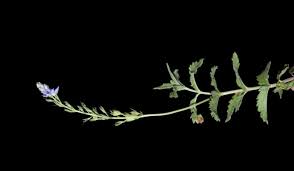 Image result for Veronica javanica