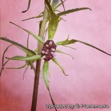 Image result for Dorstenia benguellensis