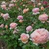 Good thing i'm very careful my princess charlene de monaco came through winter, unprotected with flying colors. 1