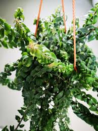 This is such a cool plant. Twisted Lipstick Plant Aeschynanthus Rasta Rare Variety Of Hangging Lipstick Plant A Wonderful Subject For A Hanging Basket And A Resilient Grower Inside The House Rasta Takes Low Light Furniture