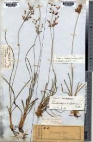 Image result for Fimbristylis dichotoma