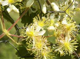 Image result for Clematis brachiata