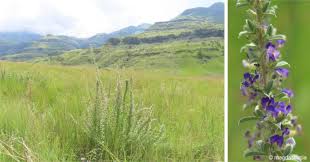 Image result for Lotononis crumanina