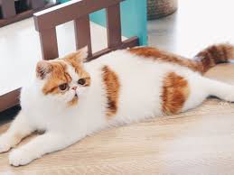 The persian comes in a variety of solid, parti and shaded colors. Persian Cat Full Profile History And Care