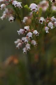 Image result for Erica kingaensis