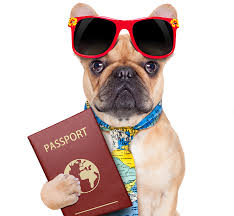 We can make the big move as stress free and smooth as possible. Moving A Pet Internationally From Dubai Abu Dhabi