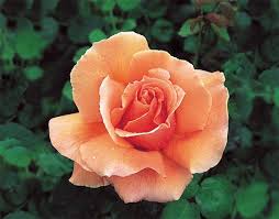 Check spelling or type a new query. Choose The Best Roses For Your Garden Birds And Blooms
