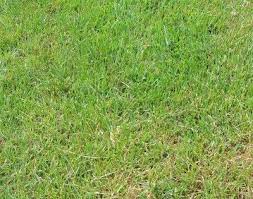 Zoysia is a beautiful, thick, deep green turf grass that is easy to maintain in the right climate. Controlling Zoysia Grass How To Keep Zoysia Out