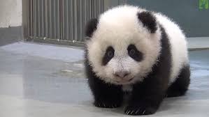 Panda a cute adorable lazy baby giant panda bear eating bamboo. Too Cute Giant Panda Puts Baby Panda Back To Bed In Taipei Zoo Daily Mail Online