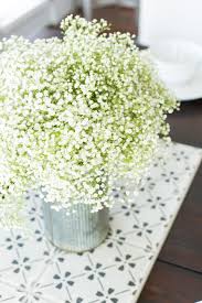 Perennial baby's breath is drought and salt tolerant, and all varieties are easy to grow. How To Grow Baby S Breath And Use It In Arrangements Hgtv