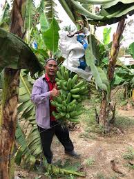 Pisang tanduk atau pisang raja ditanam dilingkungan yang alami. Mr Banana Terkedu Ladang Pisang Penuh Belukar Masa Pkp Kitareporters Semua Boleh Jadi Reporter