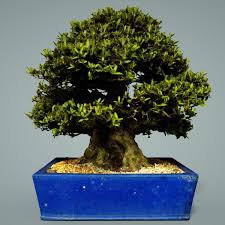 Bonsai Tree 3d Model Bonsai Tree Bonsai Plants