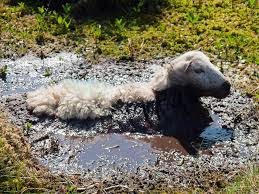 Sheep rescued from Charfield mud by Gloucestershire firefighters | Gazette  Series