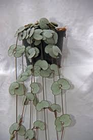 Image result for Ceropegia gracilior