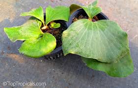 Image result for Platycerium elephantotis