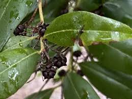 Image result for Agarista salicifolia