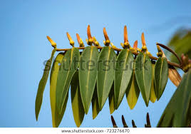 Image result for Xylopia acutiflora