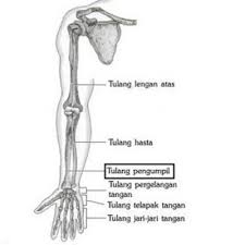 Tulang kompak paling banyak ditemukan pada tulang kaki dan tulang tangan. 11 Fungsi Tulang Pengumpil Manusia