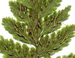 Image result for Abrodictyum rigidum