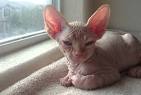 Hairless Cats: Sphynx Kittens for sale