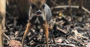 See more images of mouse deer size. Qerwetc 0sjshm