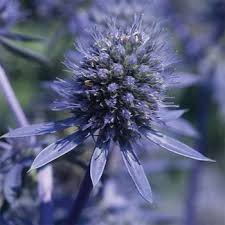 Eryngium Blue Glitter In 2020 Sea Holly Flowers Perennials Perennials