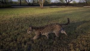 Choose the best deal with no fees and instant confirmation. Rare Ocelots Try To Survive In A World That Barely Knows They Exist