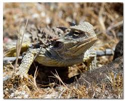 They love to live in dry a fun fact about them is that they are called the beavertail cactus because their pads are shaped like i also live in western arizona; Horned Lizards Horny Toads Genus Phrynosoma Desertusa