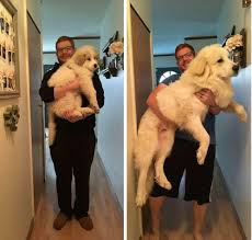 Most girls stop growing taller by age 14 or 15, but, after their early teenage growth spurt , boys continue gaining height at a gradual pace until around 18. 3 Months To 8 Months He Doesn T Stop Growing Greatpyrenees