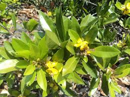 Image result for Hugonia platysepala