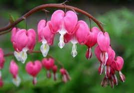 Growing Bleeding Heart Bleeding Heart Flower Pot Design Bleeding Heart Plant